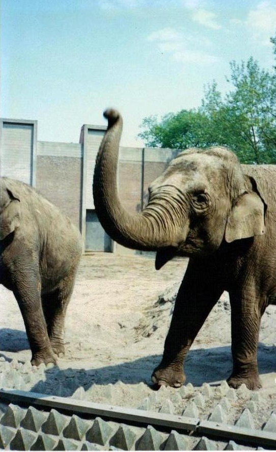 elephant_exhibit_1990