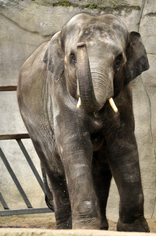 Elephantbull Thai at Hagenbeck
