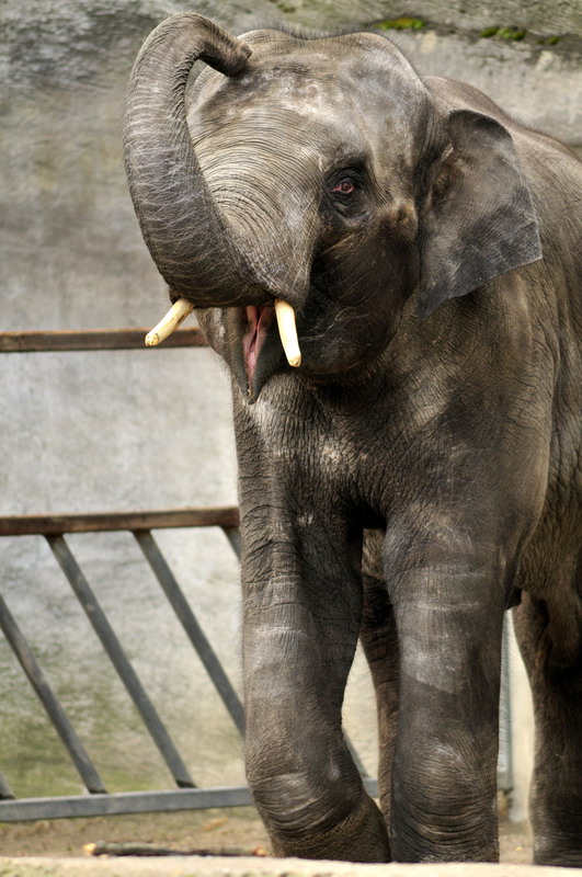 Elephantbull Thai at Hagenbeck