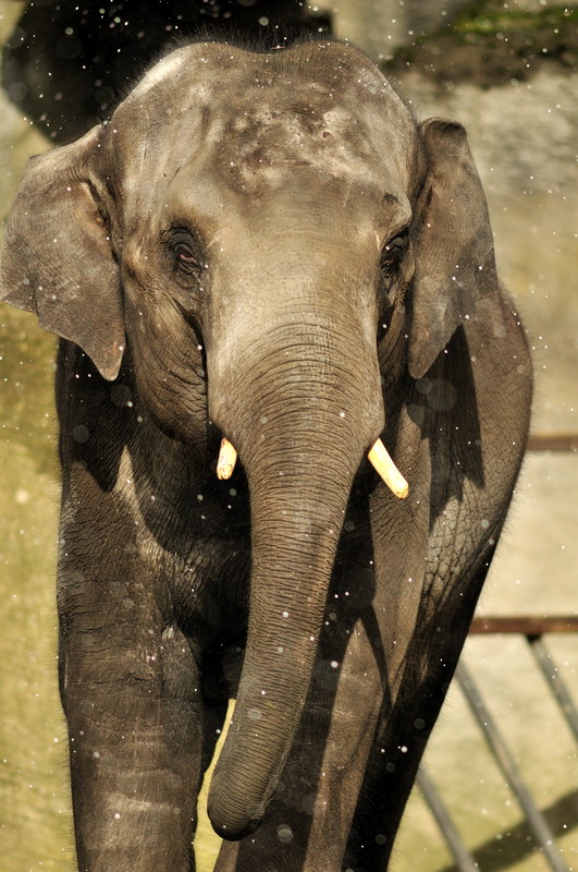 Elephantbull Thai in the snow at Hagenbeck