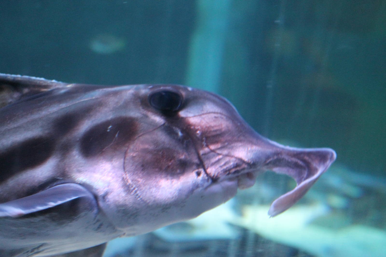 elephantfish (Callorhynchus millii)
