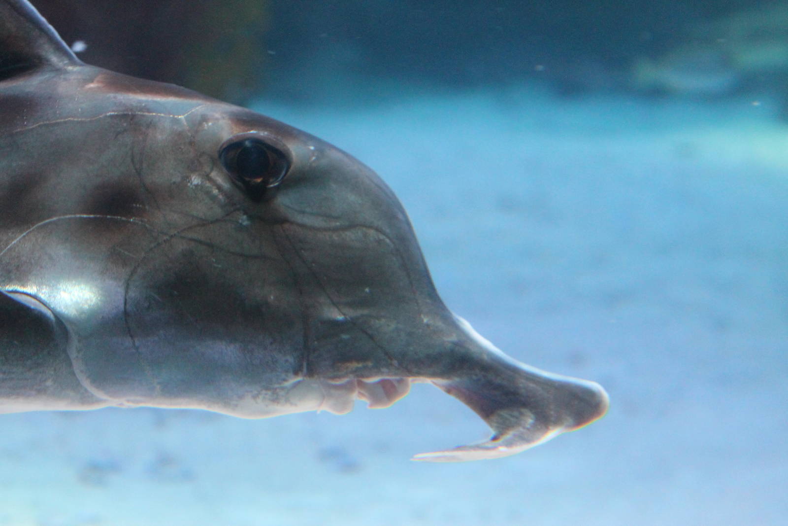 elephantfish (Callorhynchus millii)