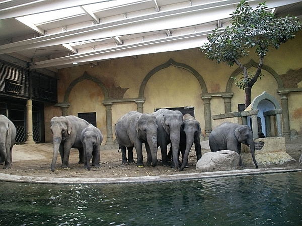 Elephantherd Hagenbeck 2007