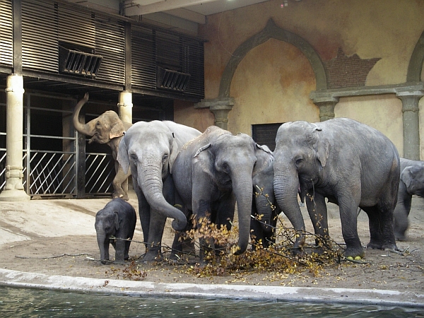 Elephantherd Hagenbeck 2007