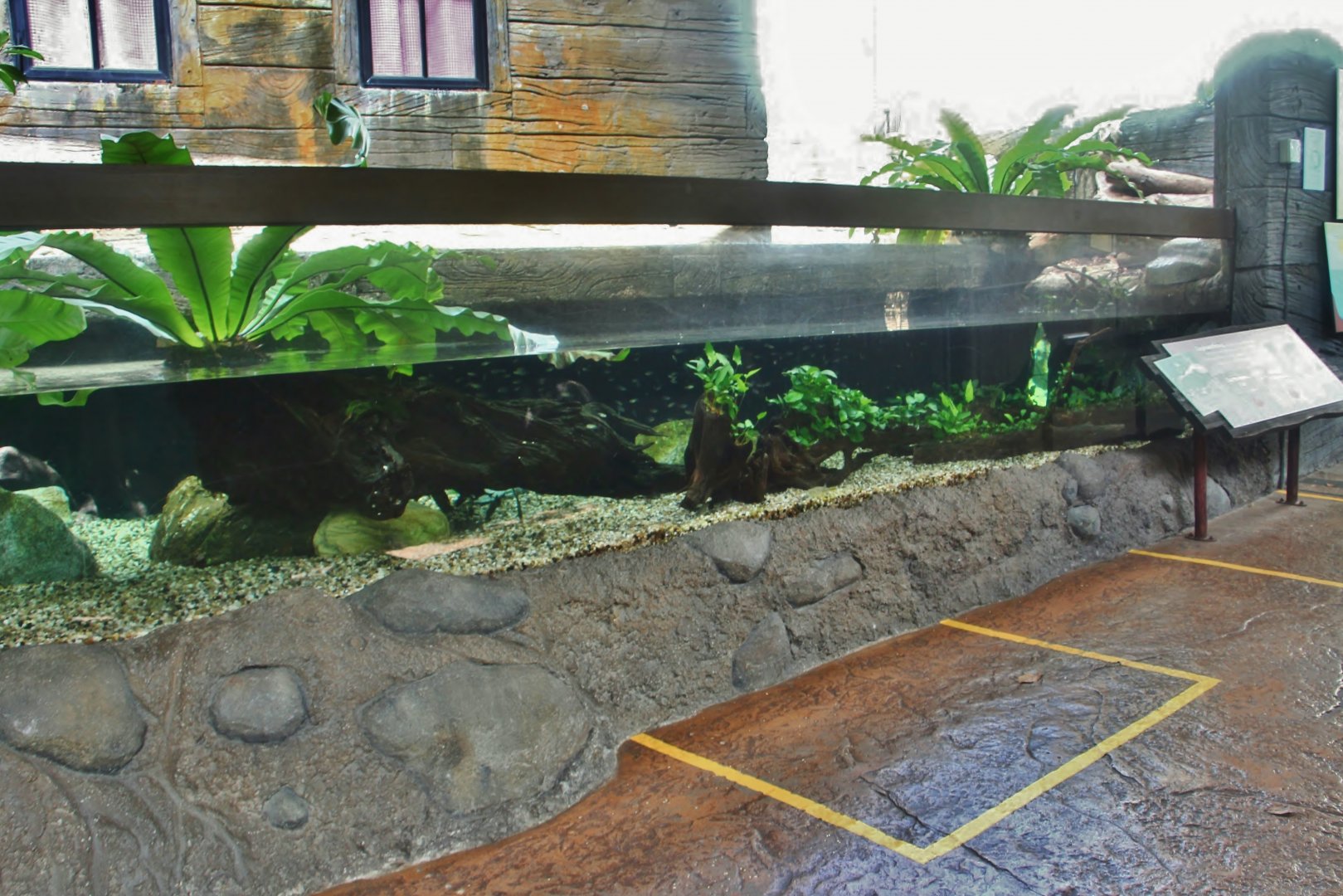 Elephantnose Fish exhibit