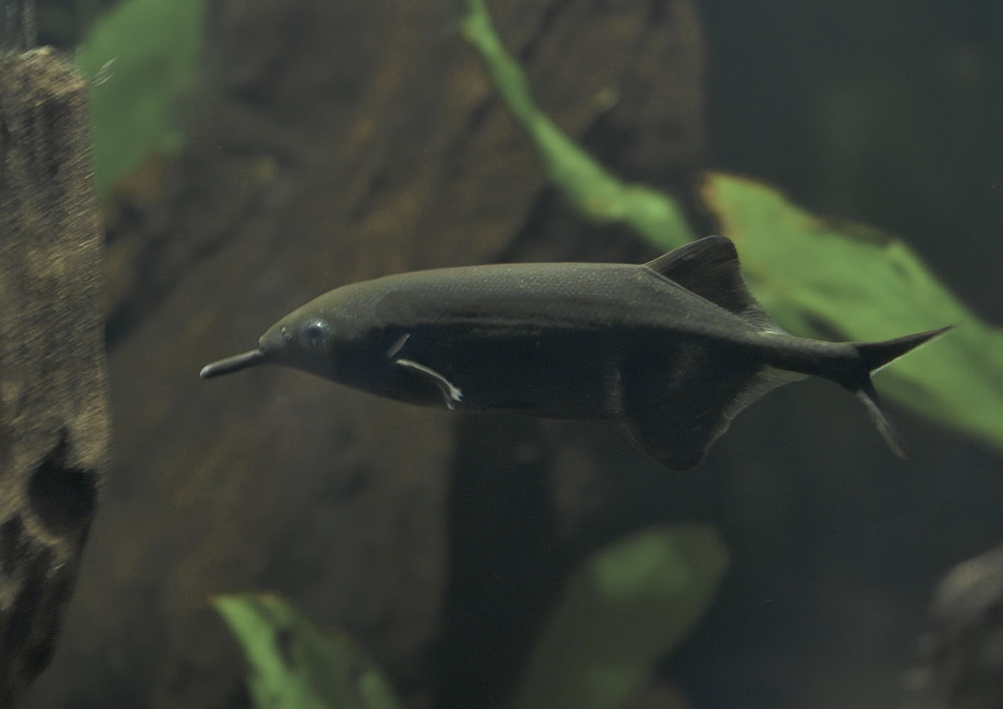 Elephantnose fish