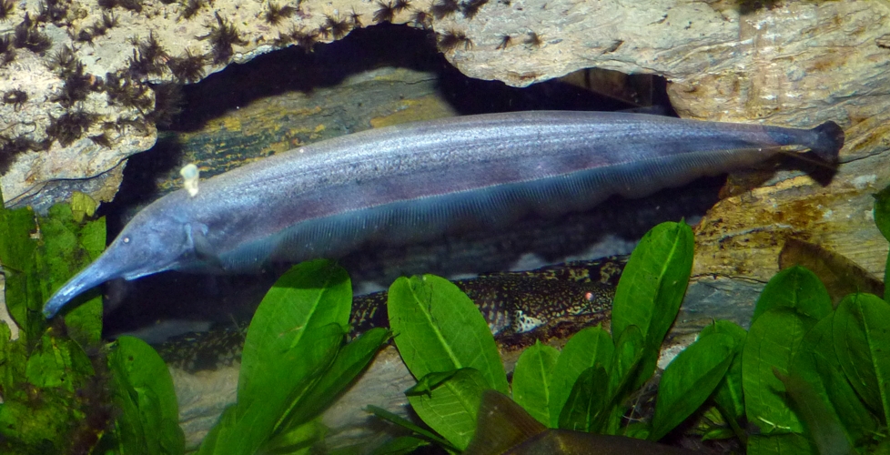 Elephantnose knifefish (Sternarchorhynchus oxyrhynchus), ID by Great Argus