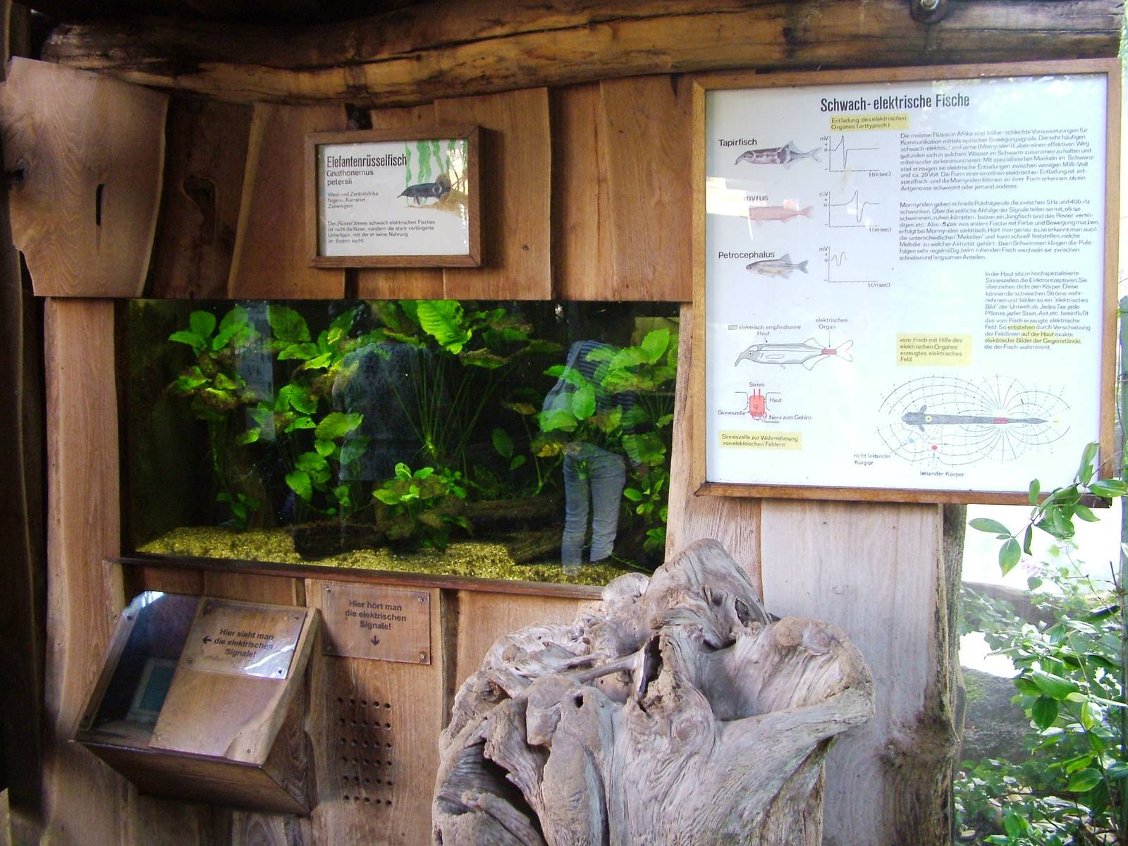 Elephantnose Trunkfish Exhibit at Dresden, 29/08/12