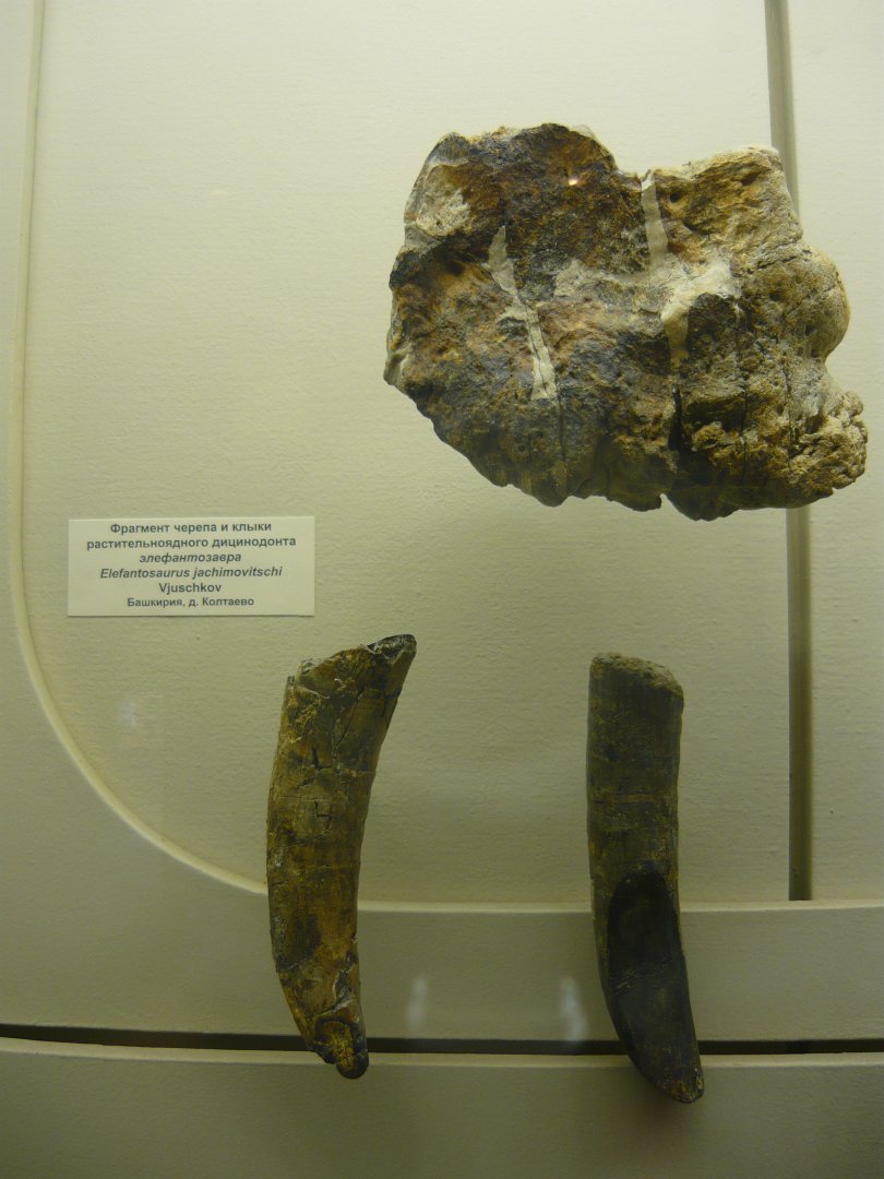 Elephantosaurus jachimovitschi skull fragment and tusks