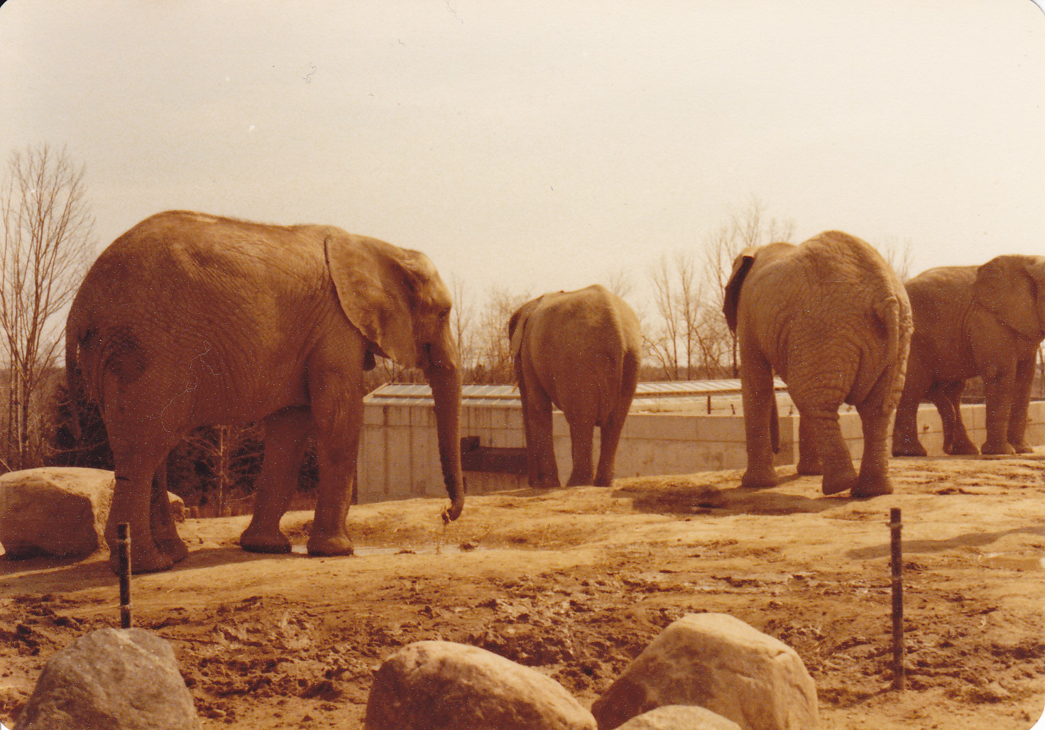 Elephants 1979 or 1980