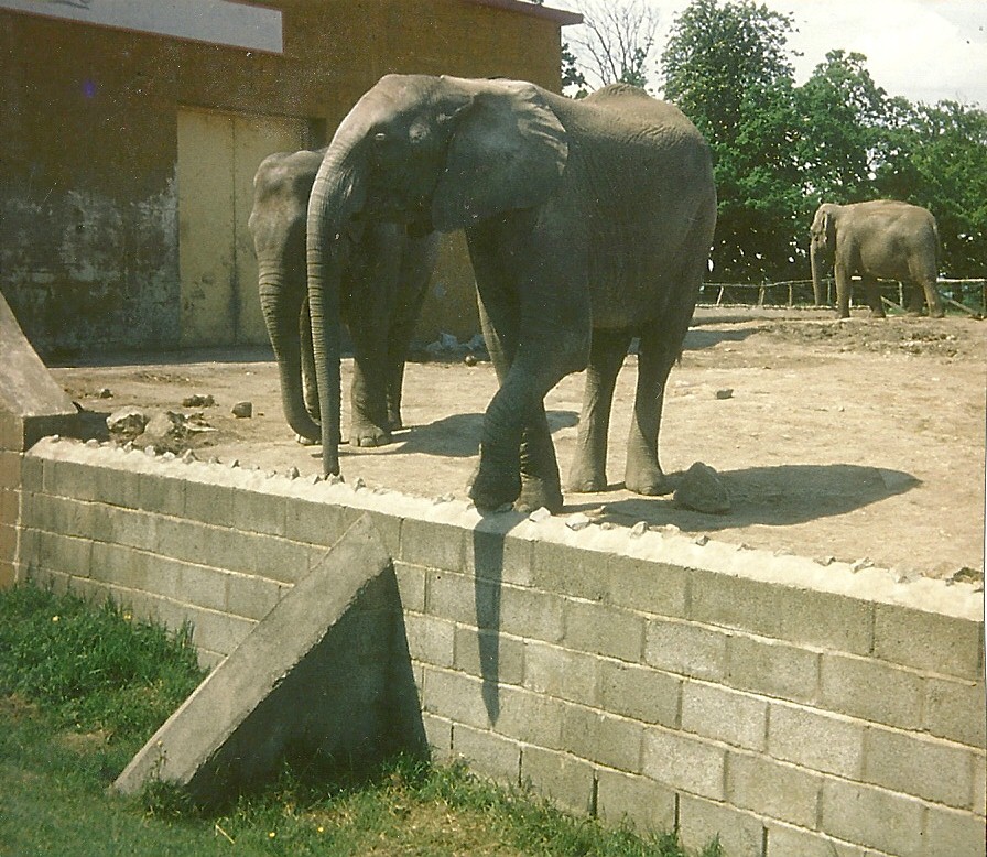 Elephants 1979