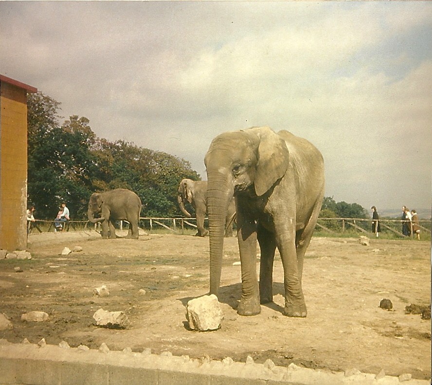 Elephants 1979