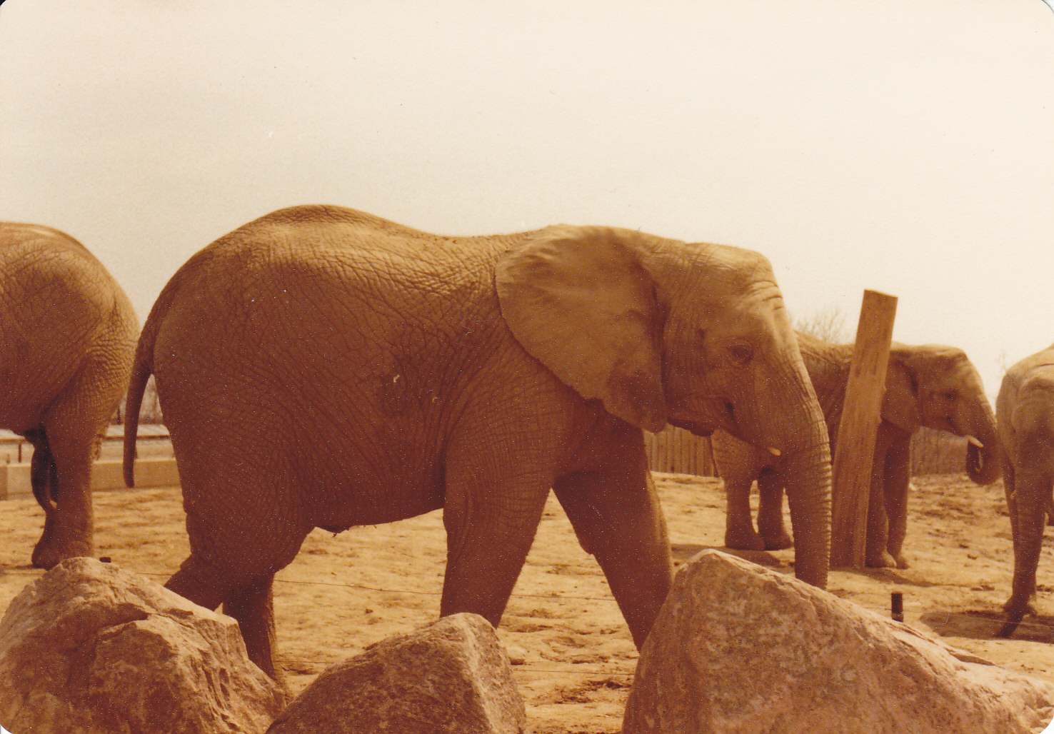 Elephants 1980