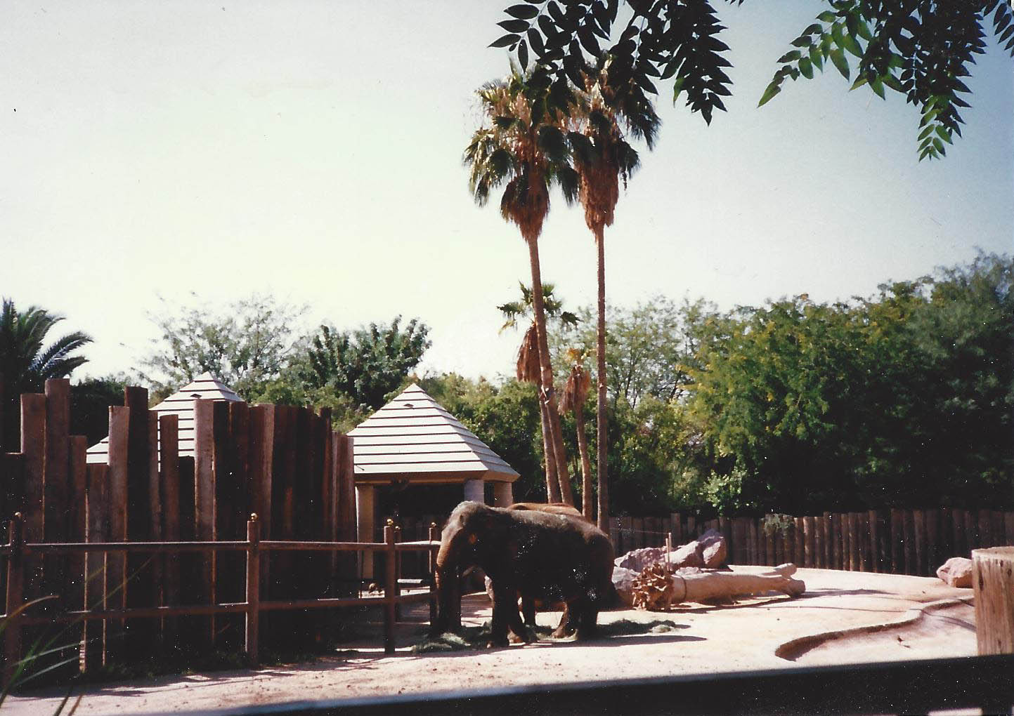 Elephants 1990s 002