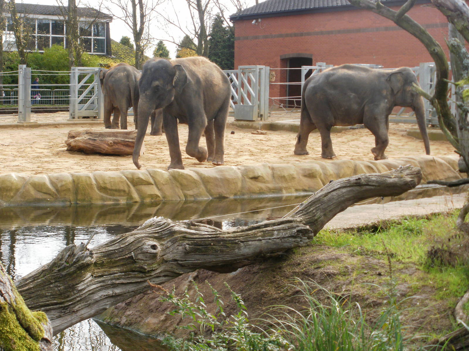 Elephants - 28.10.2010