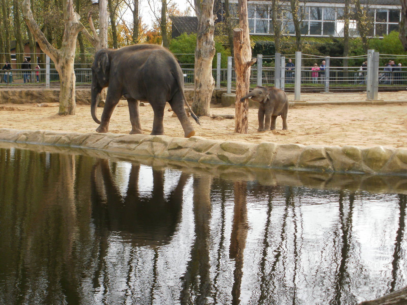 Elephants - 28.10.2010