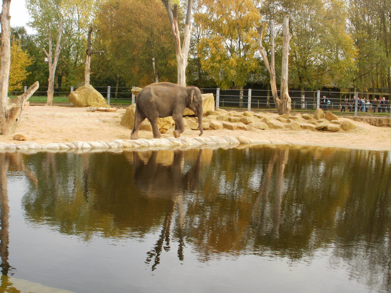 Elephants - 28.10.2010