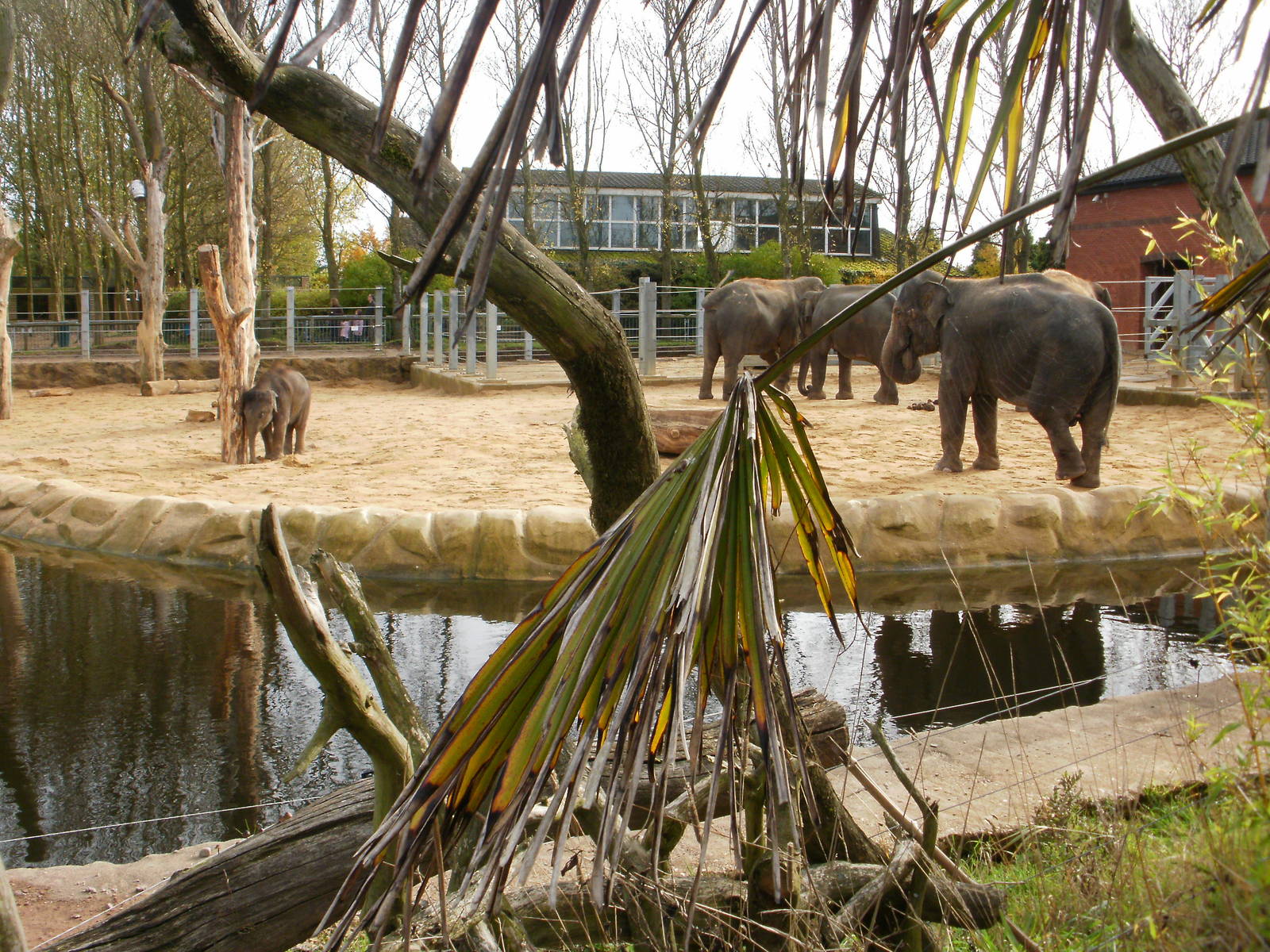 Elephants - 28.10.2010