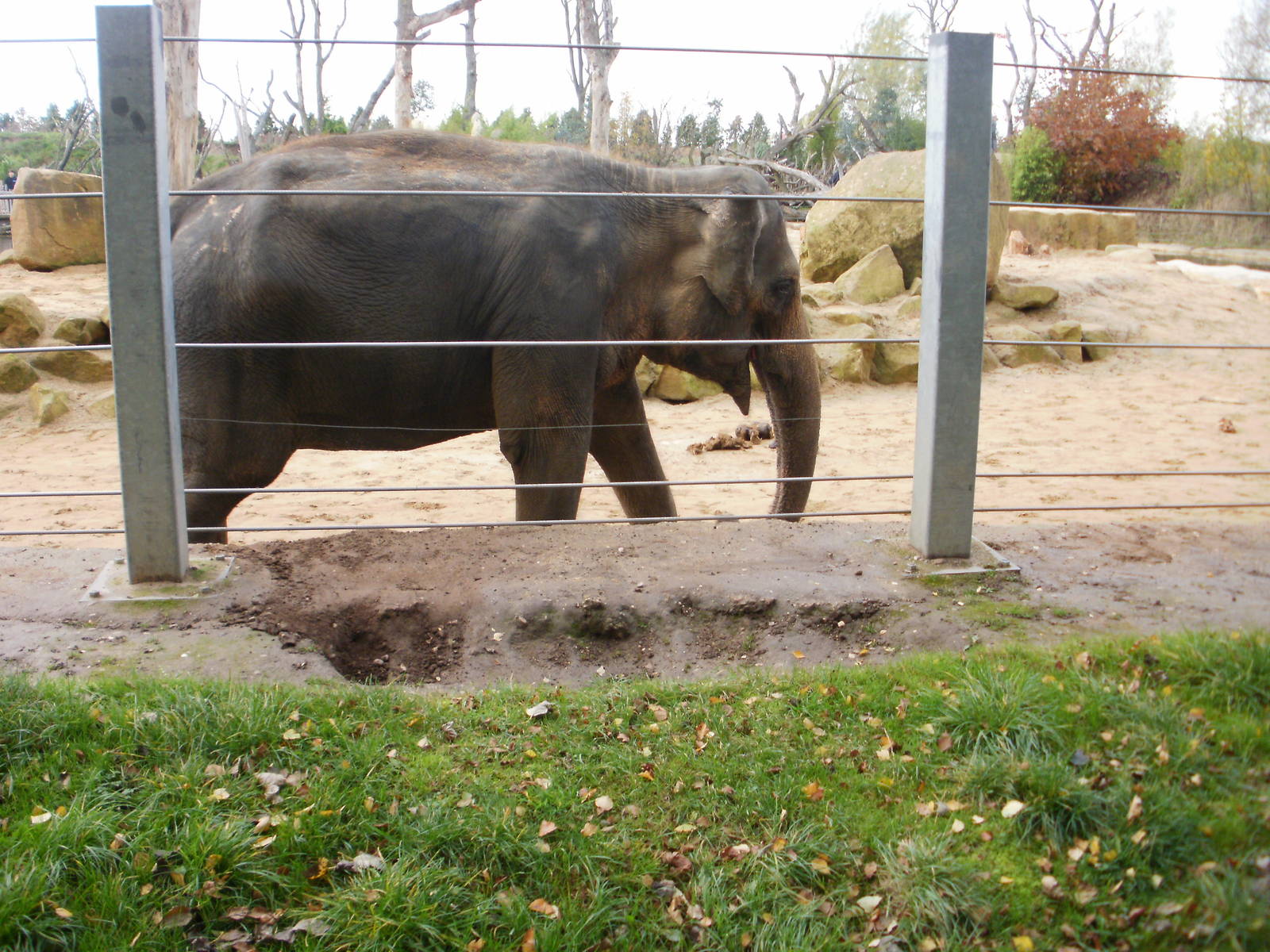 Elephants - 28.10.2010