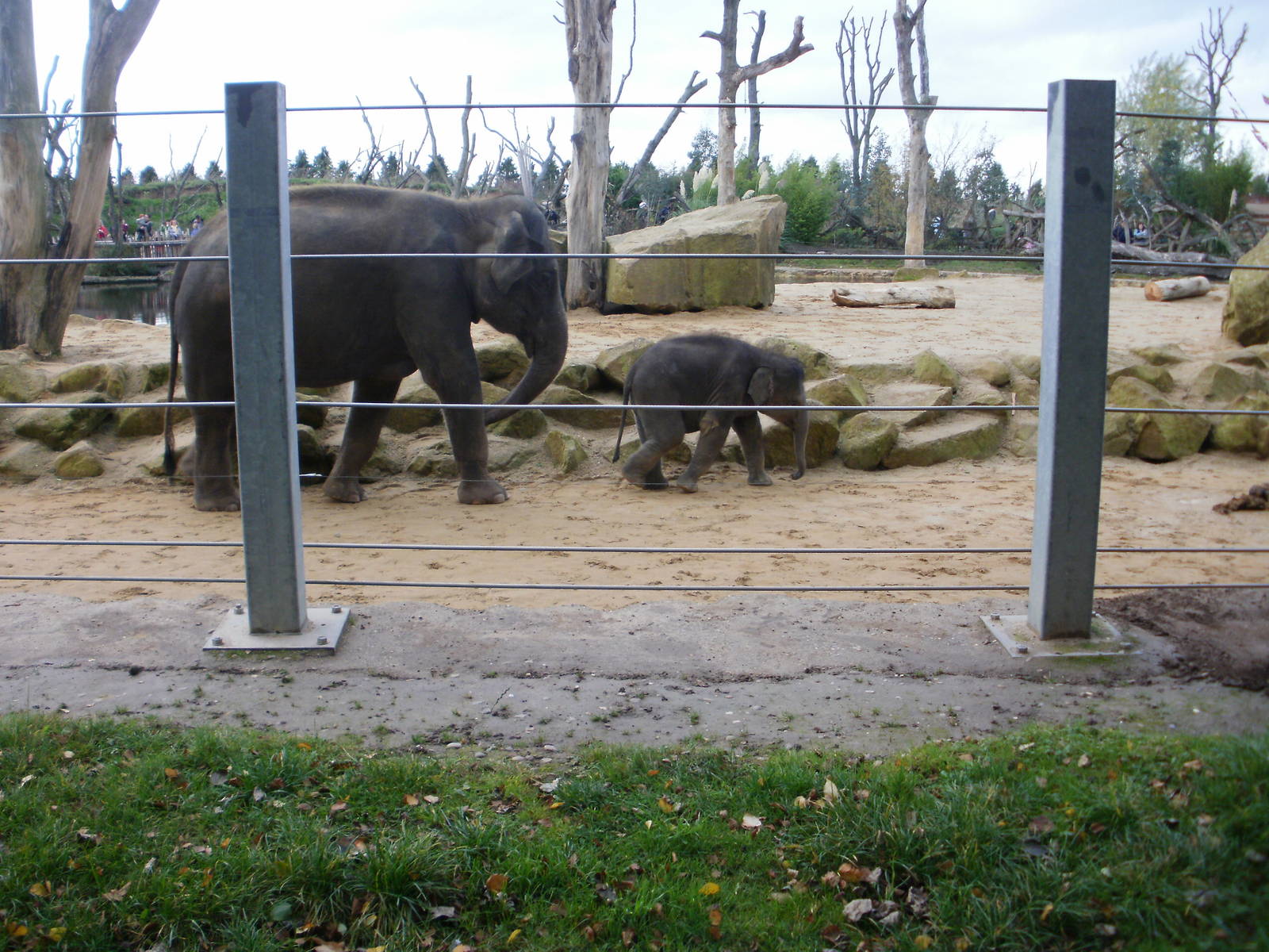 Elephants - 28.10.2010