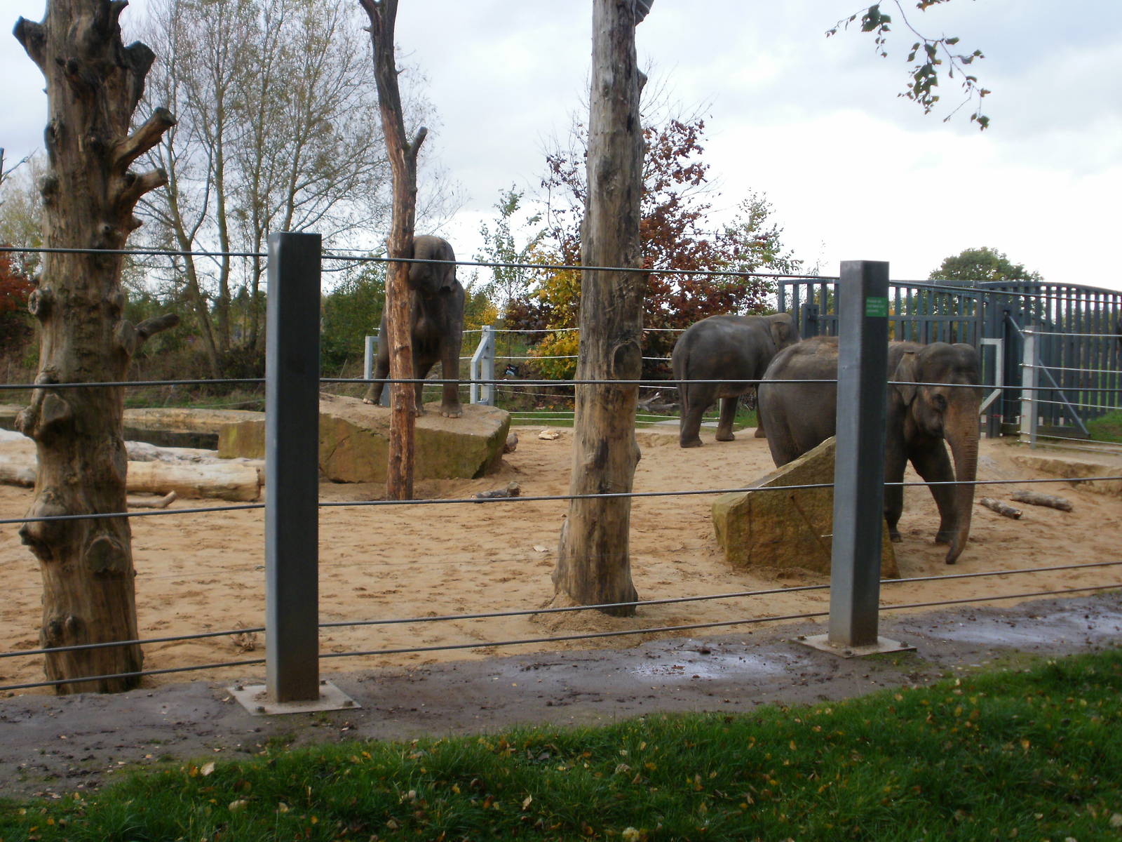 Elephants - 28.10.2010