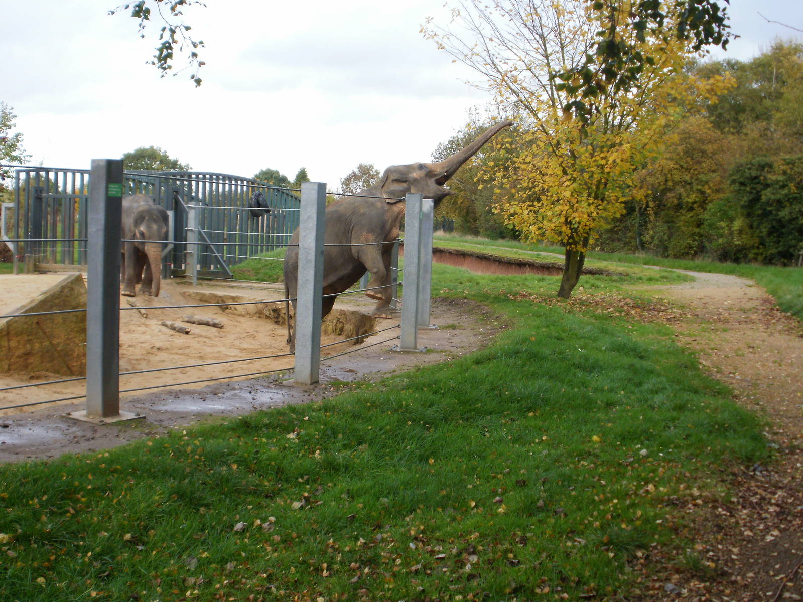 Elephants - 28.10.2010
