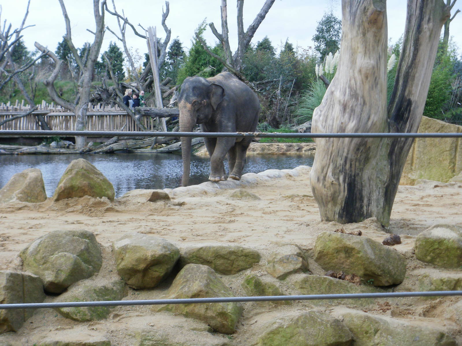 Elephants - 28.10.2010