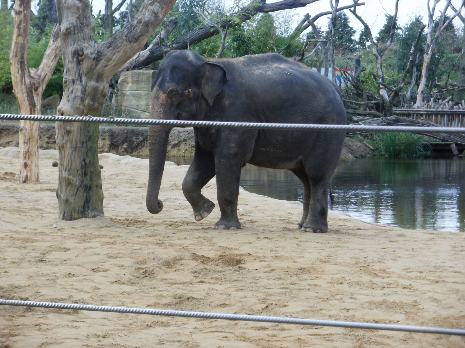 Elephants - 28.10.2010