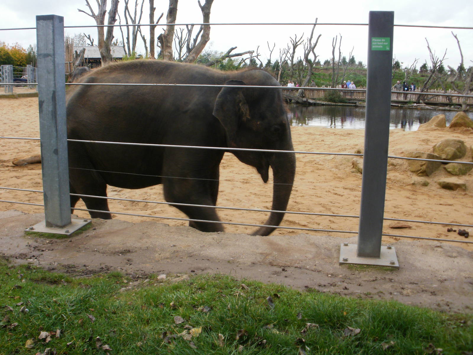 Elephants - 28.10.2010
