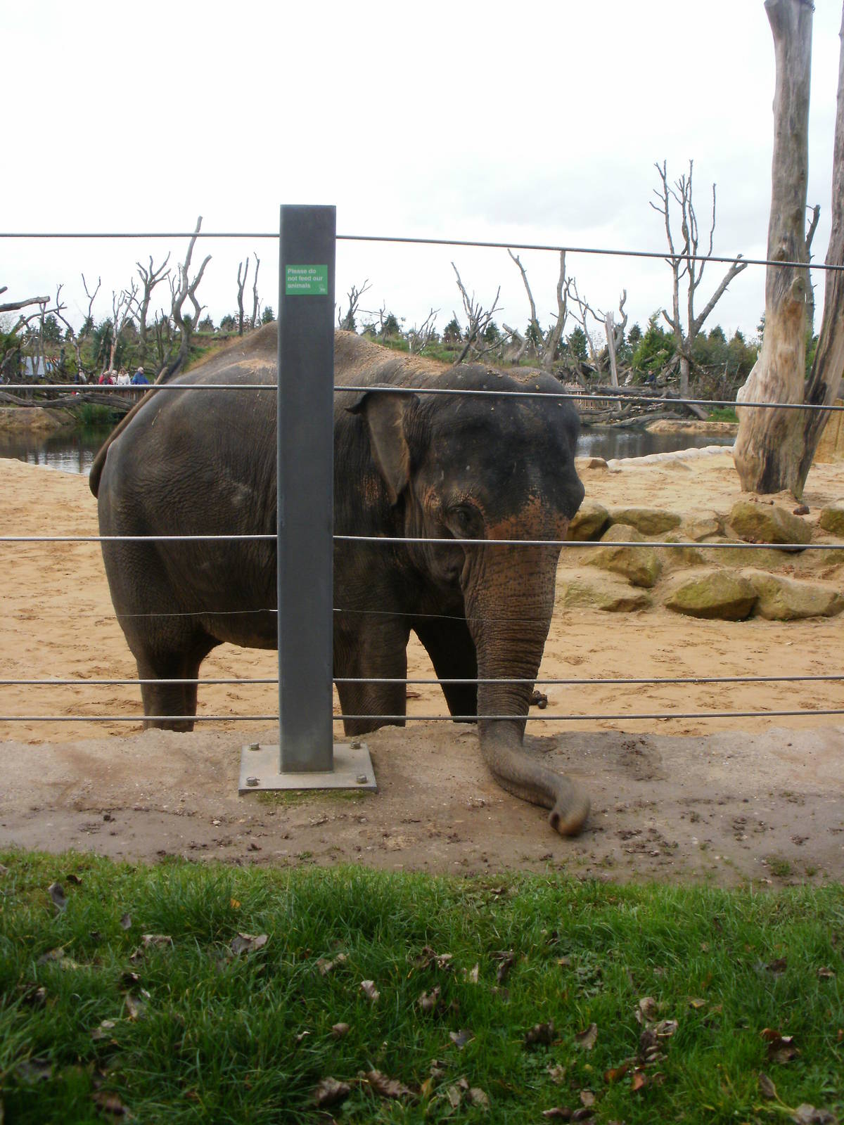 Elephants - 28.10.2010