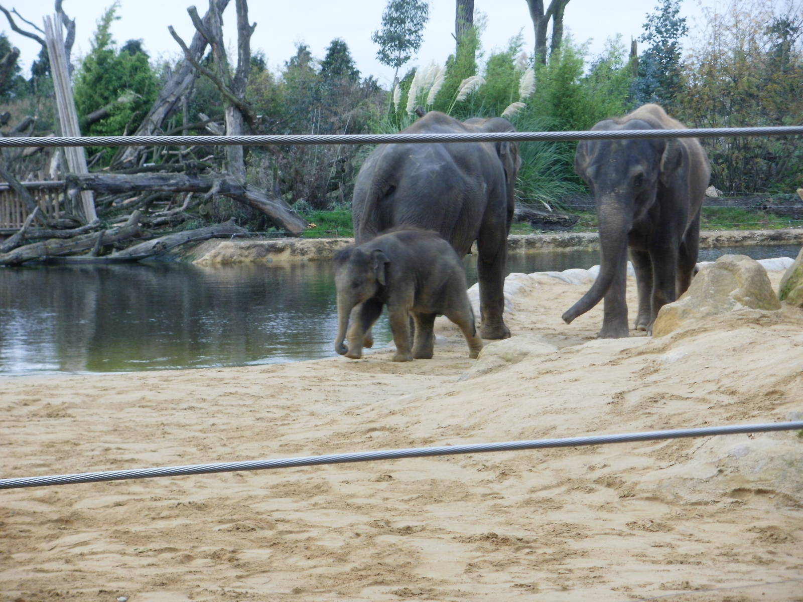 Elephants - 28.10.2010