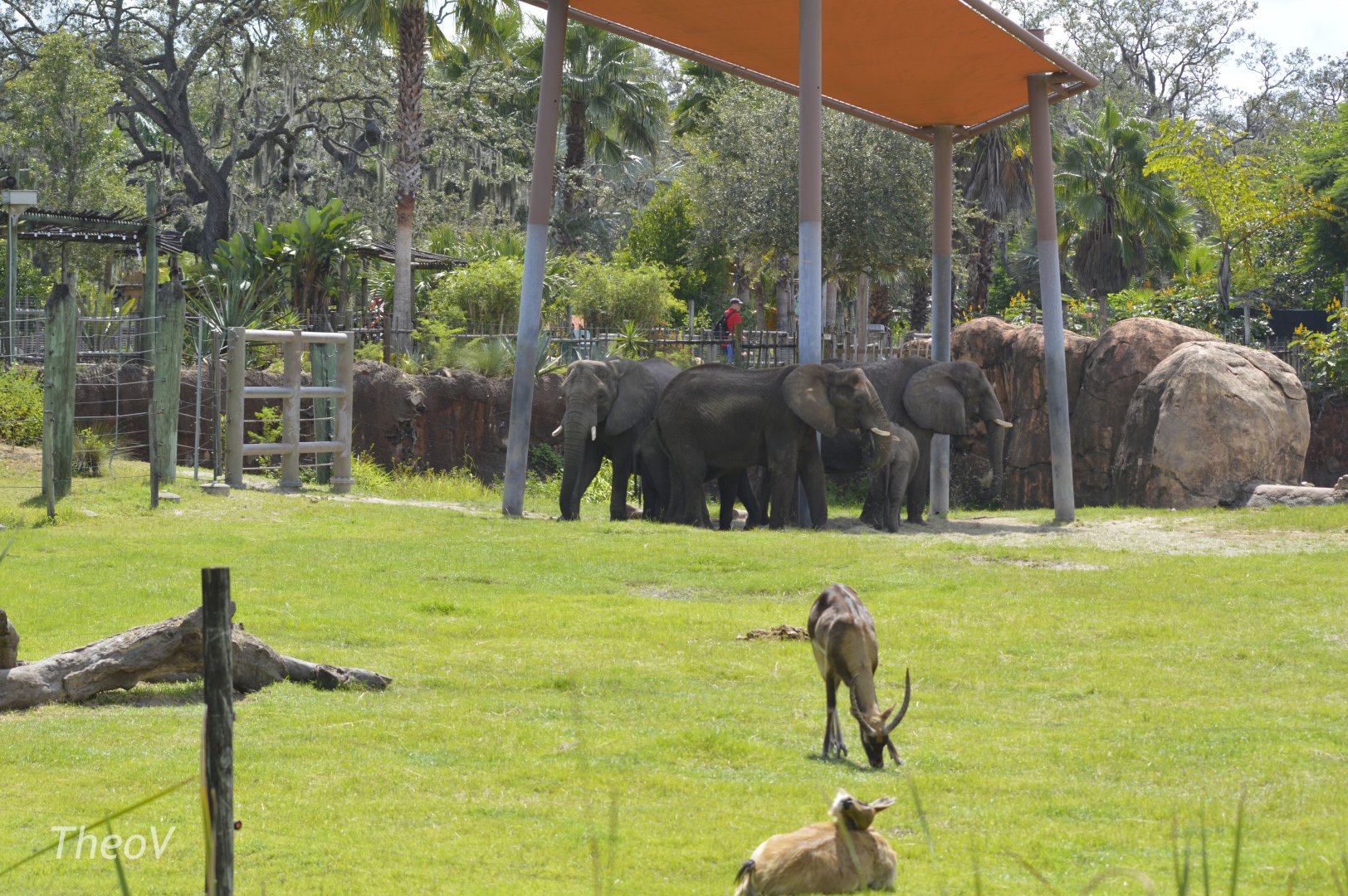 Elephants and antelopes [2017]