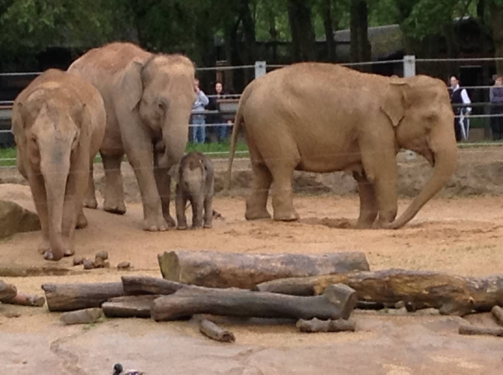 Elephants and Baby 29.05.2014