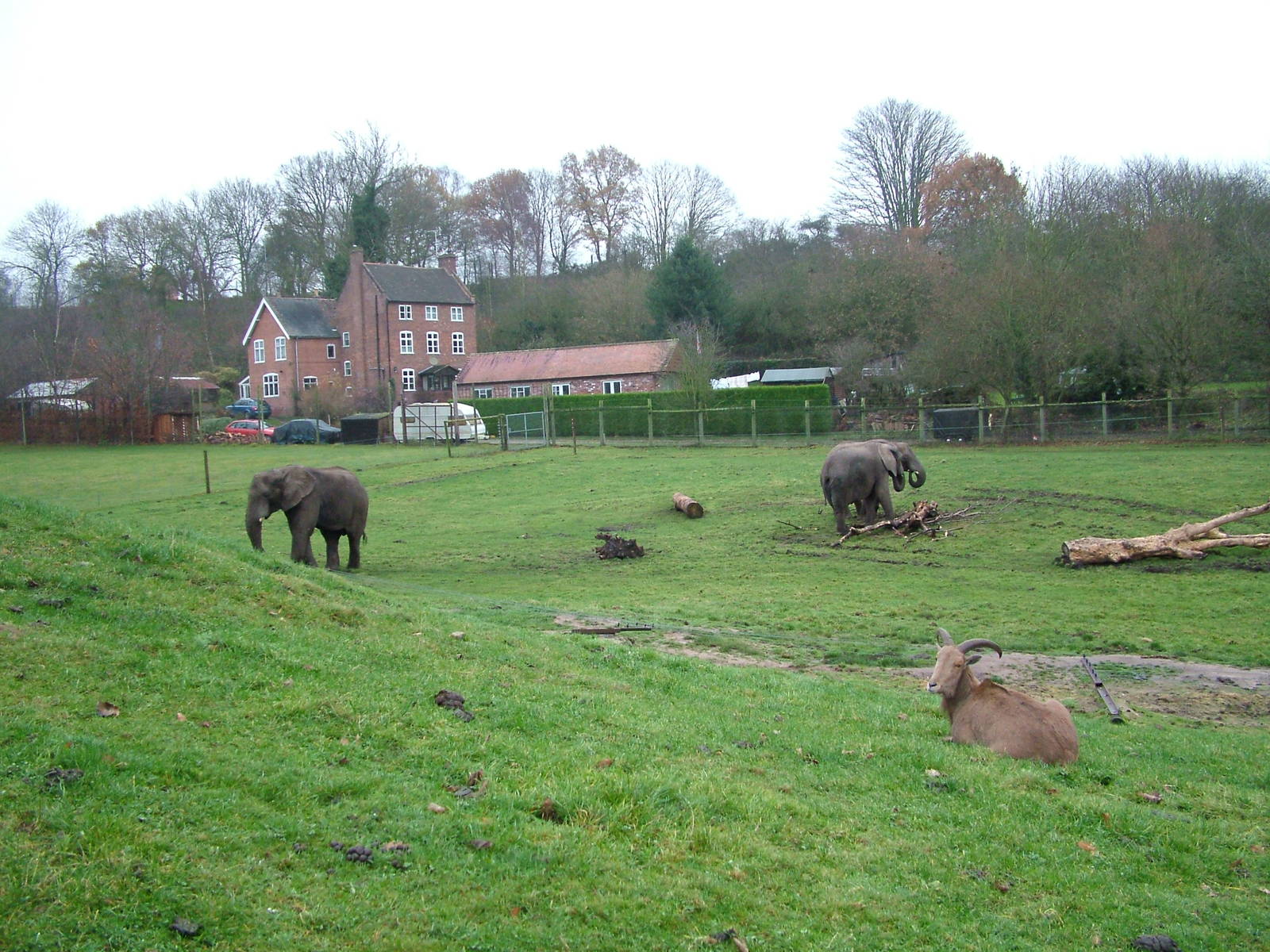 Elephants and Barbary Sheep at West Mids Nov 08