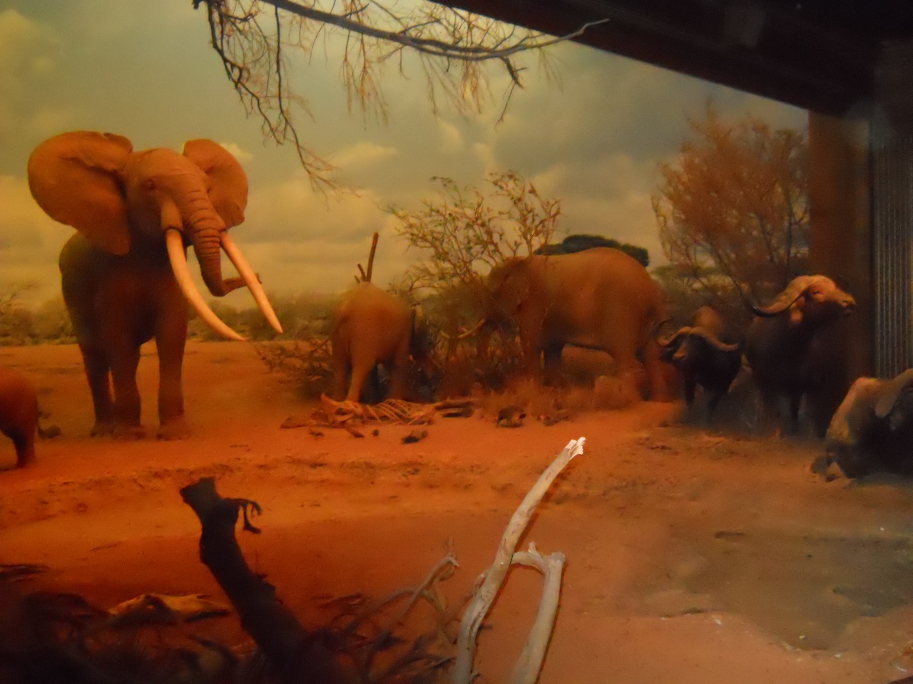 Elephants and Cape Buffalo, African Mammal Hall
