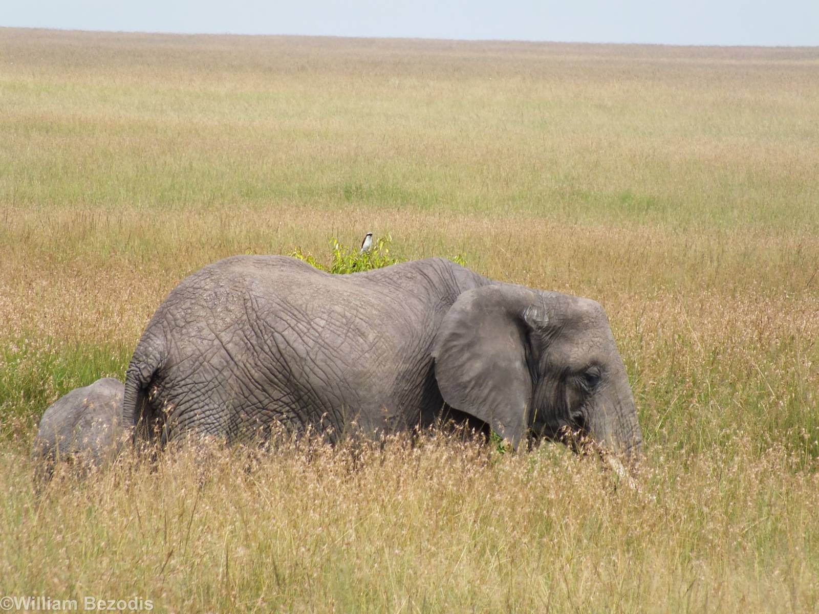 Elephants and Grey-backed Fiscal - Maasai Mara