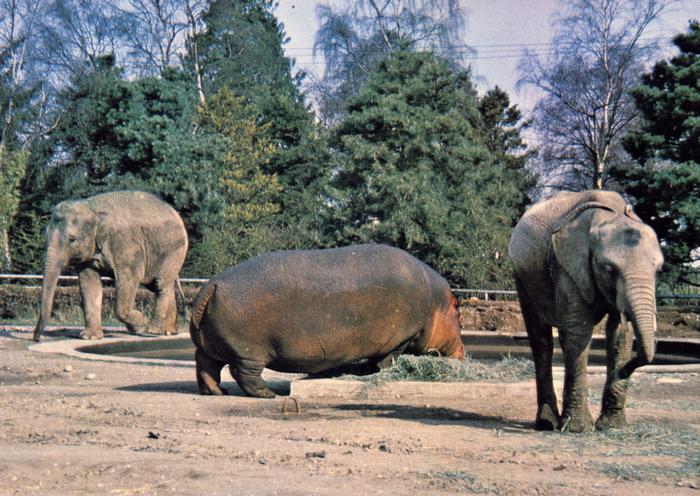Elephants and Hippo 1980