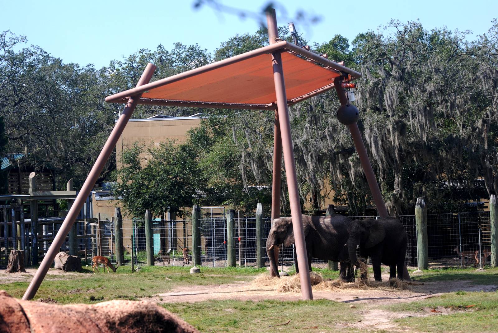 Elephants and Impala at Lowry Park, 13/10/13
