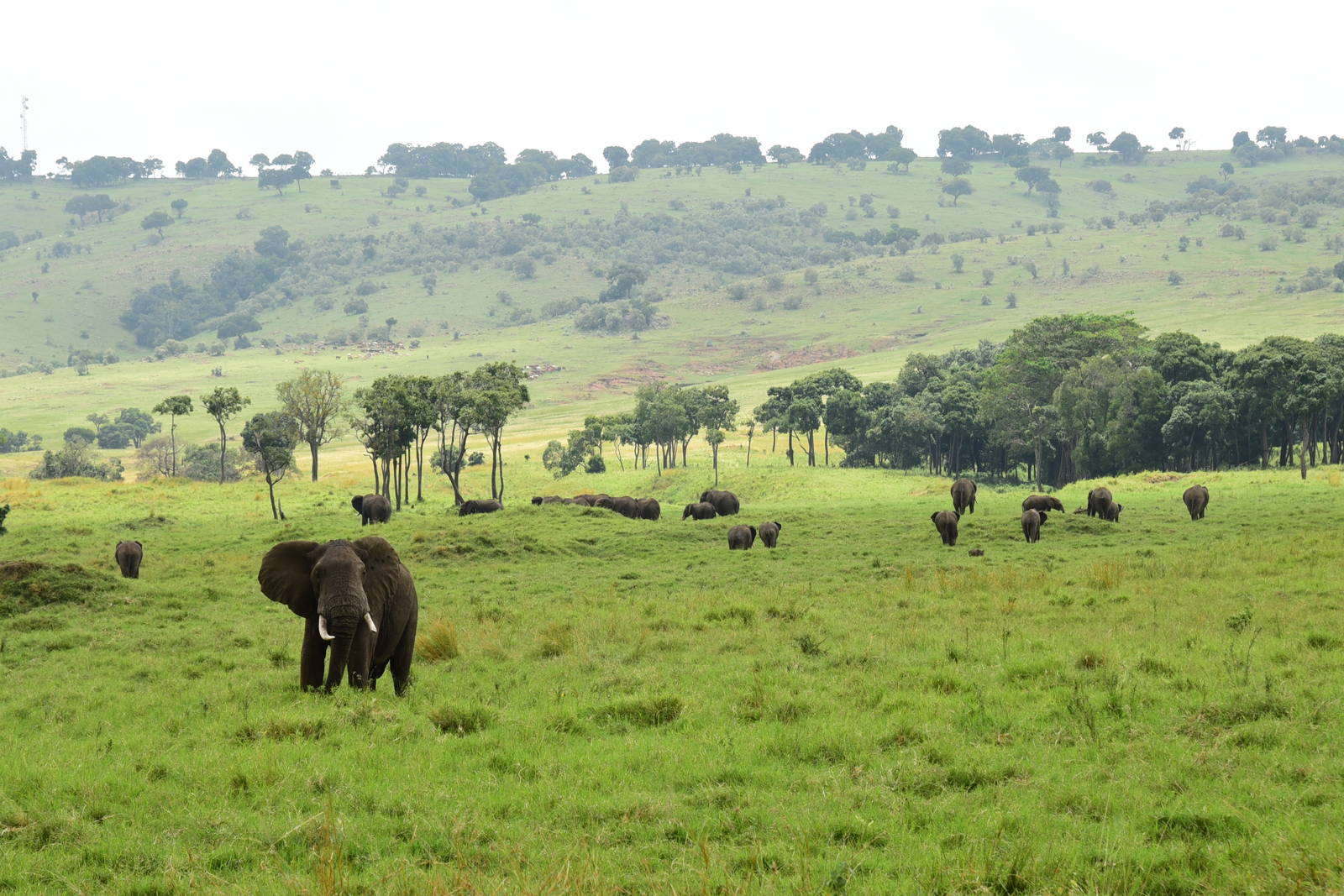Elephants and Oloololo Escarpment