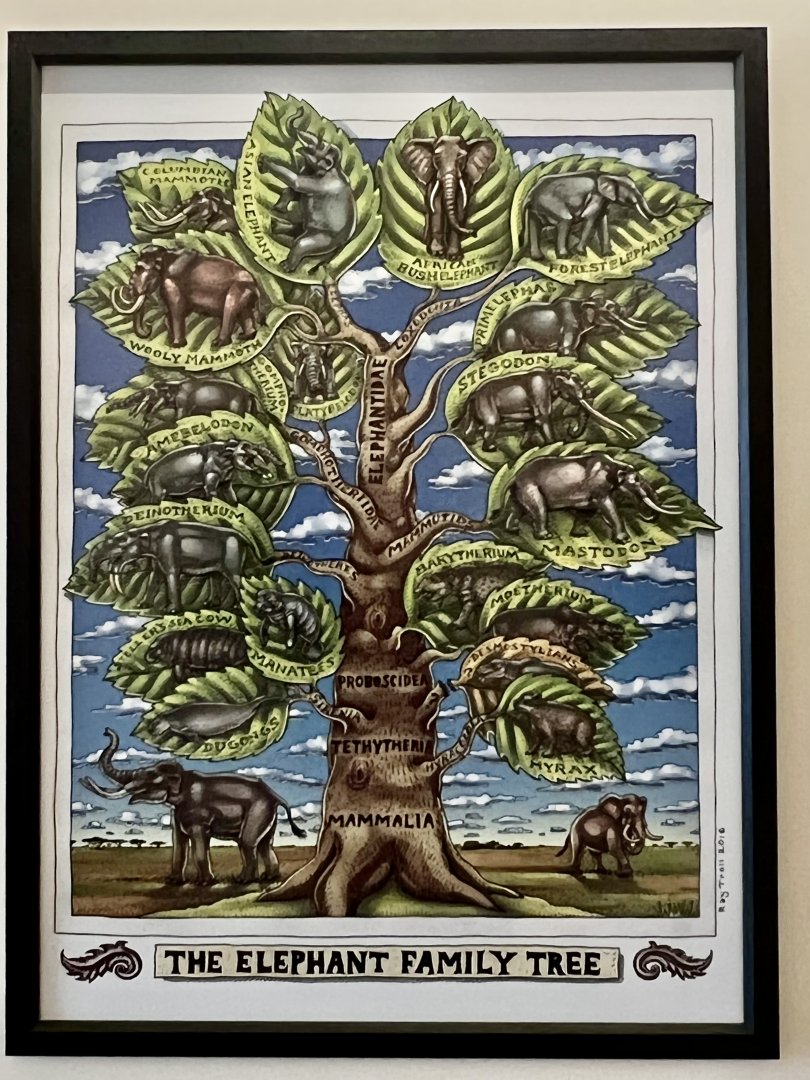 Elephants and their cousins