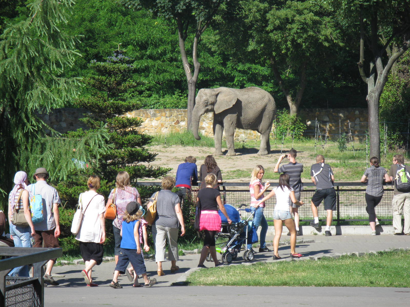 Elephant's appearance