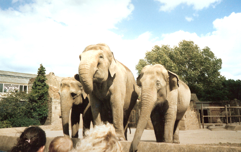 Elephants - Around 1990