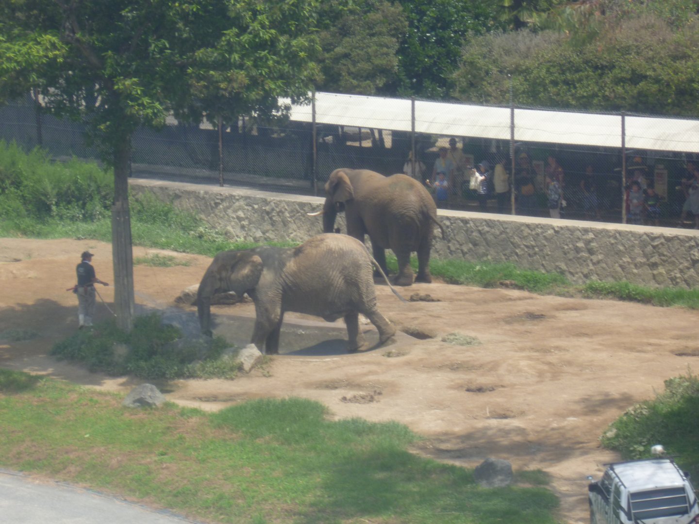 Elephants as seen by the sky lift July 2016