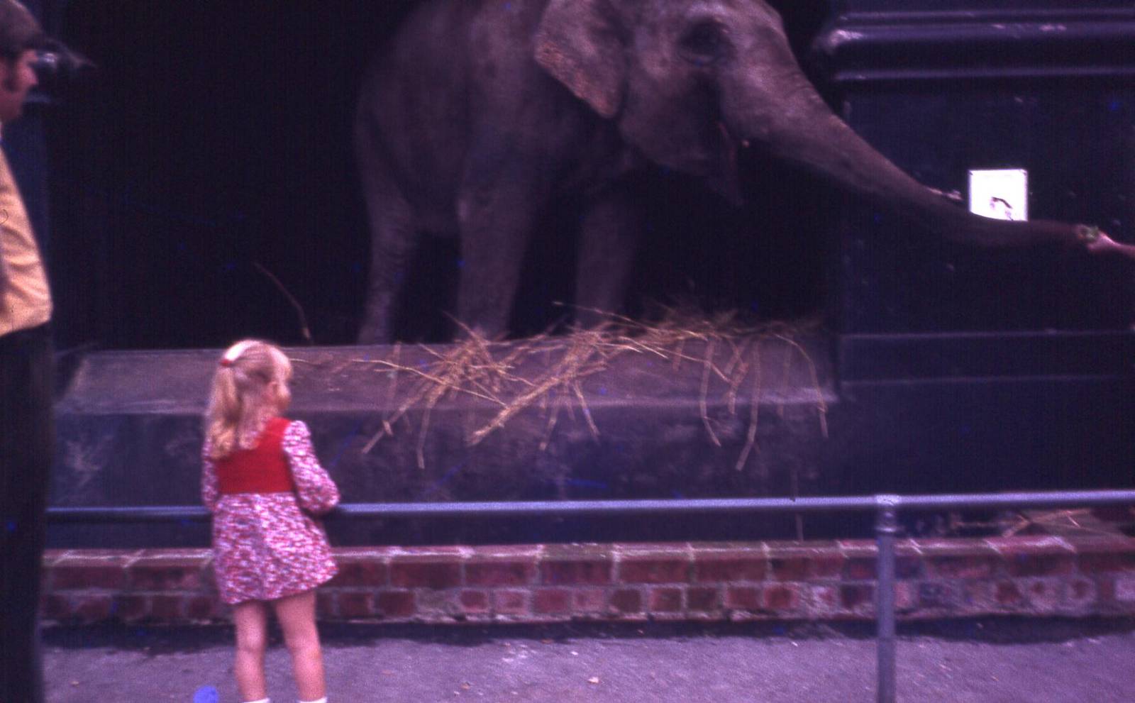 Elephants at Adelaide Zoo Circa 1970