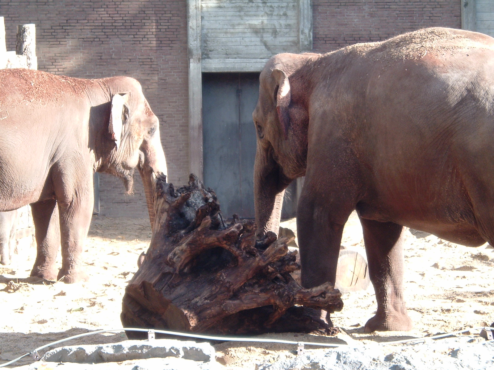 Elephants at Artis Zoo Jan 2006