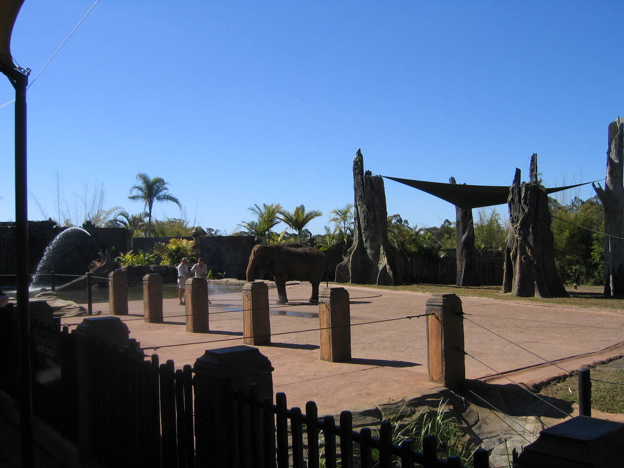 Elephants at Australia Zoo