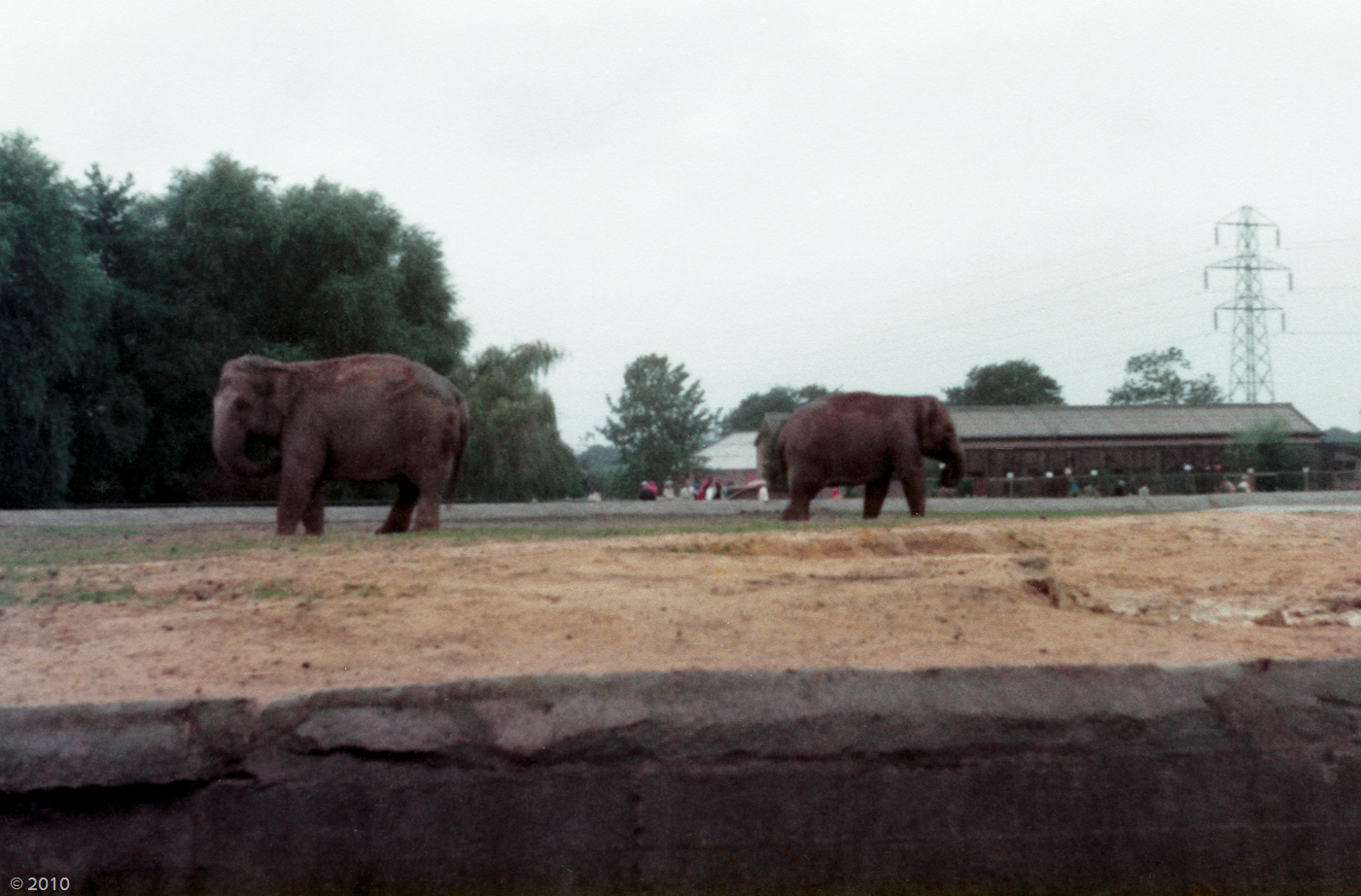Elephants at Chester Zoo - 1979