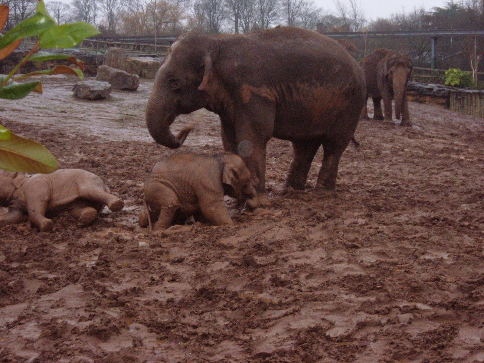 Elephants at Chester Zoo, late 2005