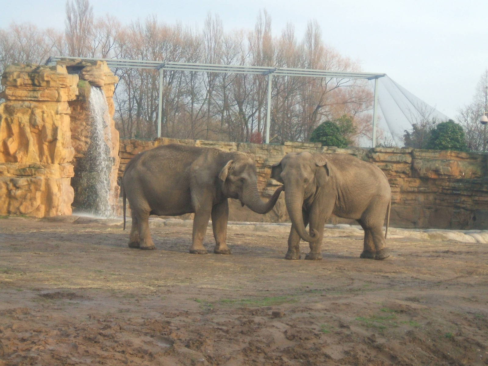 Elephants at Chester Zoo