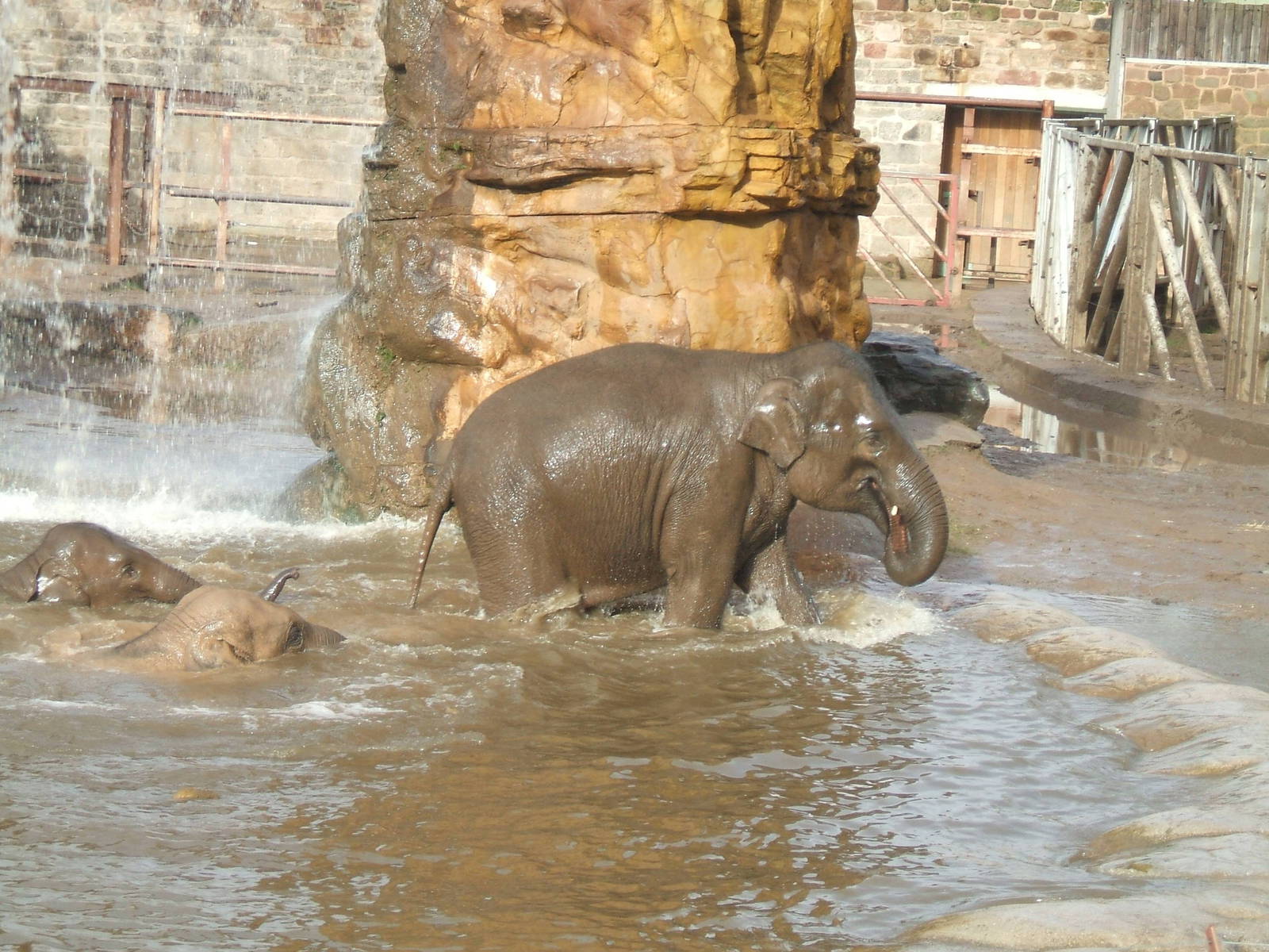 Elephants at Chester Zoo
